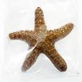 Морская звезда маленькая шоколадная